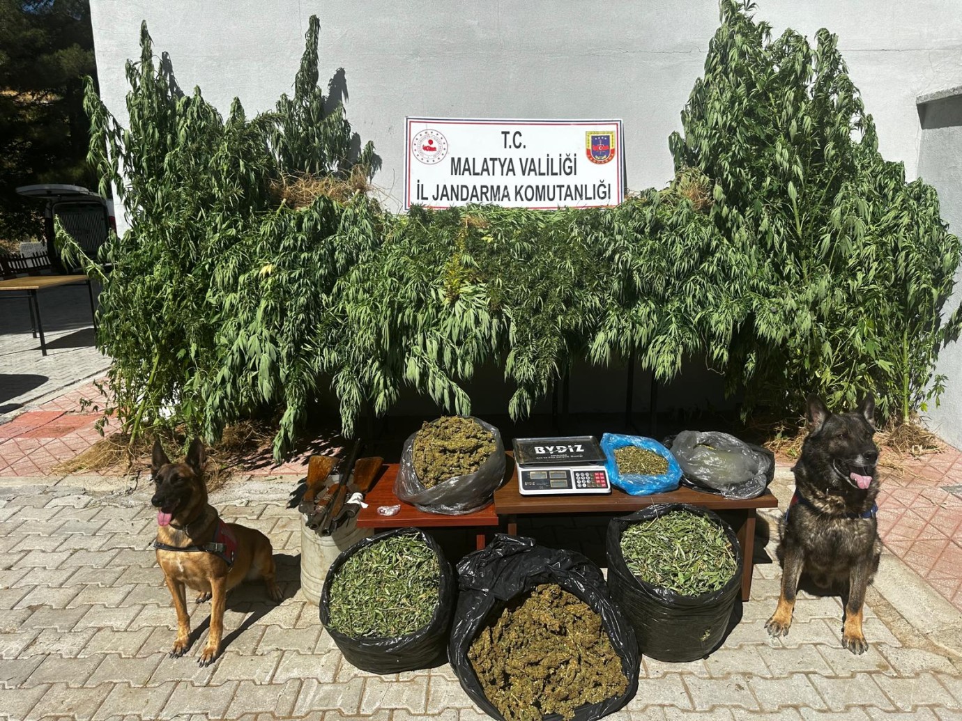 Uyuşturucu Madde ve Yasadışı Kenevir Ele Geçirildi
