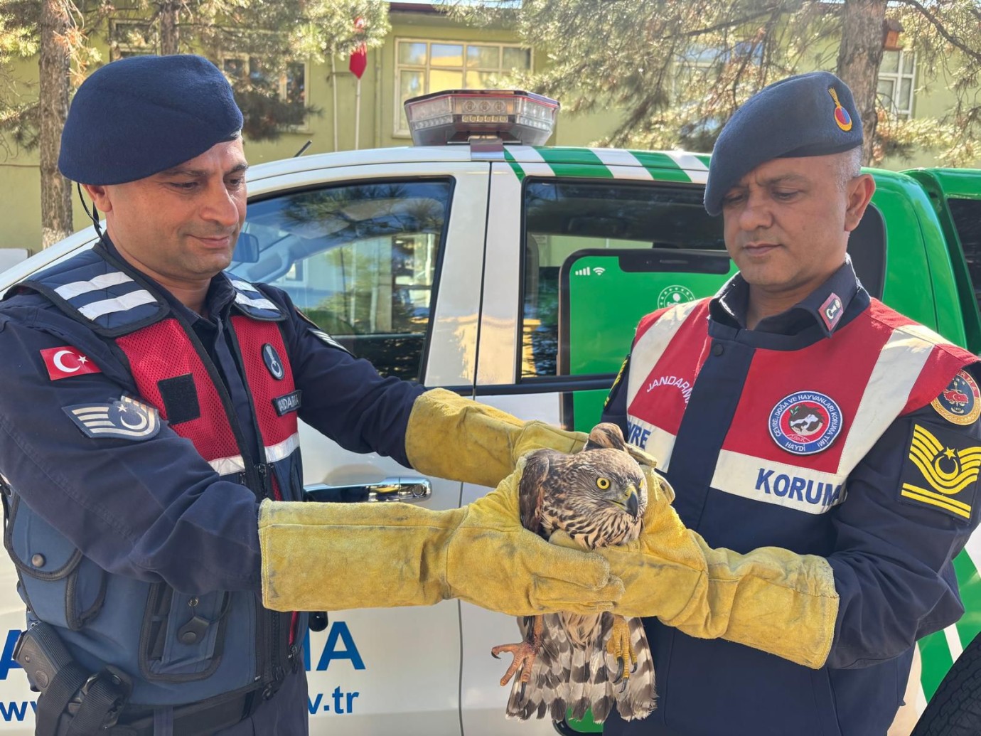Yaralı Kızıl Şahin Tedavi İçin Emin Ellerde