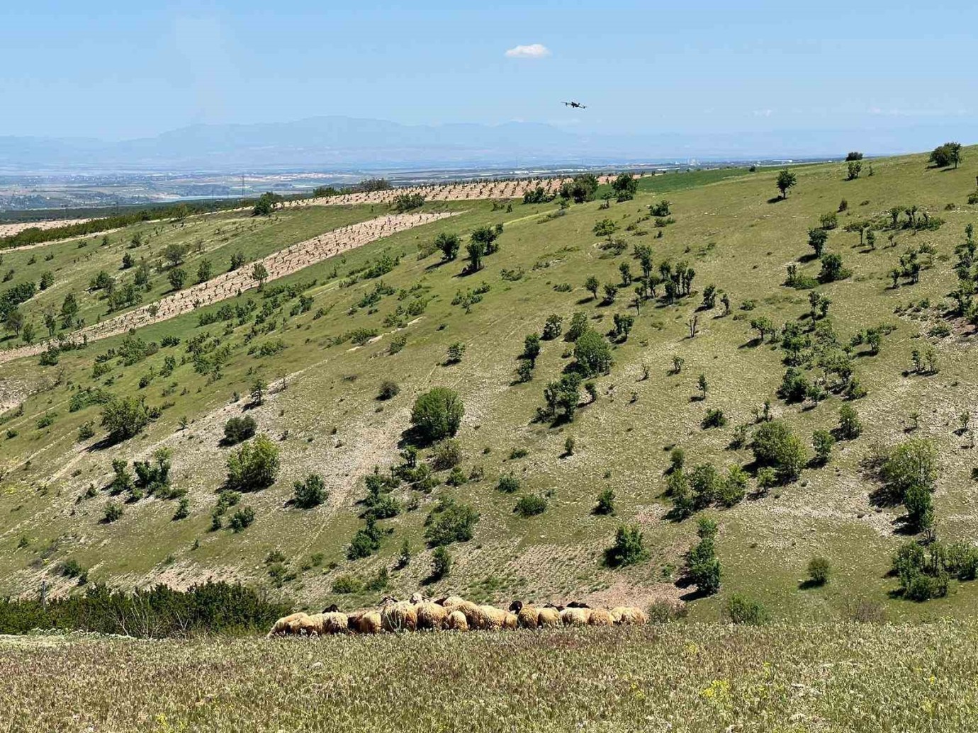 Malatya’da Yetiştiricilerin Yayla Yolculuğu Başladı