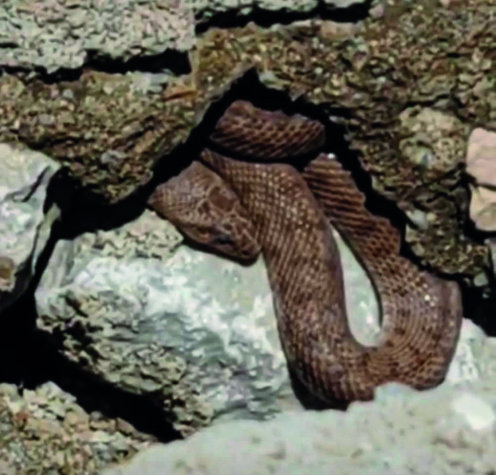 Tecde Mahallesi’nde Engerek Yılanı Görüldü