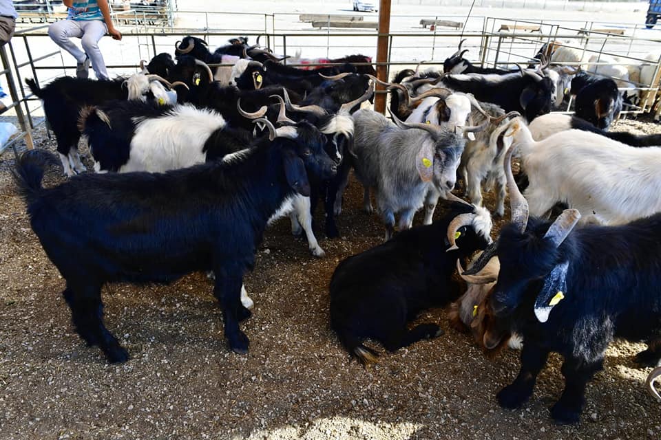 Yeşilyurt İlçesinde 41 Noktada Kurban Satış ve Kesim Yeri Belirlendi