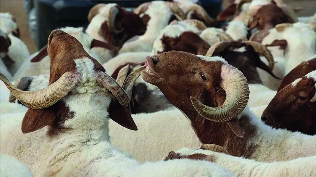 Malatya Tarım İl Müdürlüğü Uyardı:Kurbanlıkta Yaş, Sağlık ve Belge Şart!