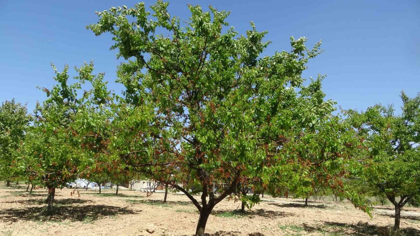 Zirai Don Destek Ödemeleri Yakında Üreticiye Ulaştırılacak