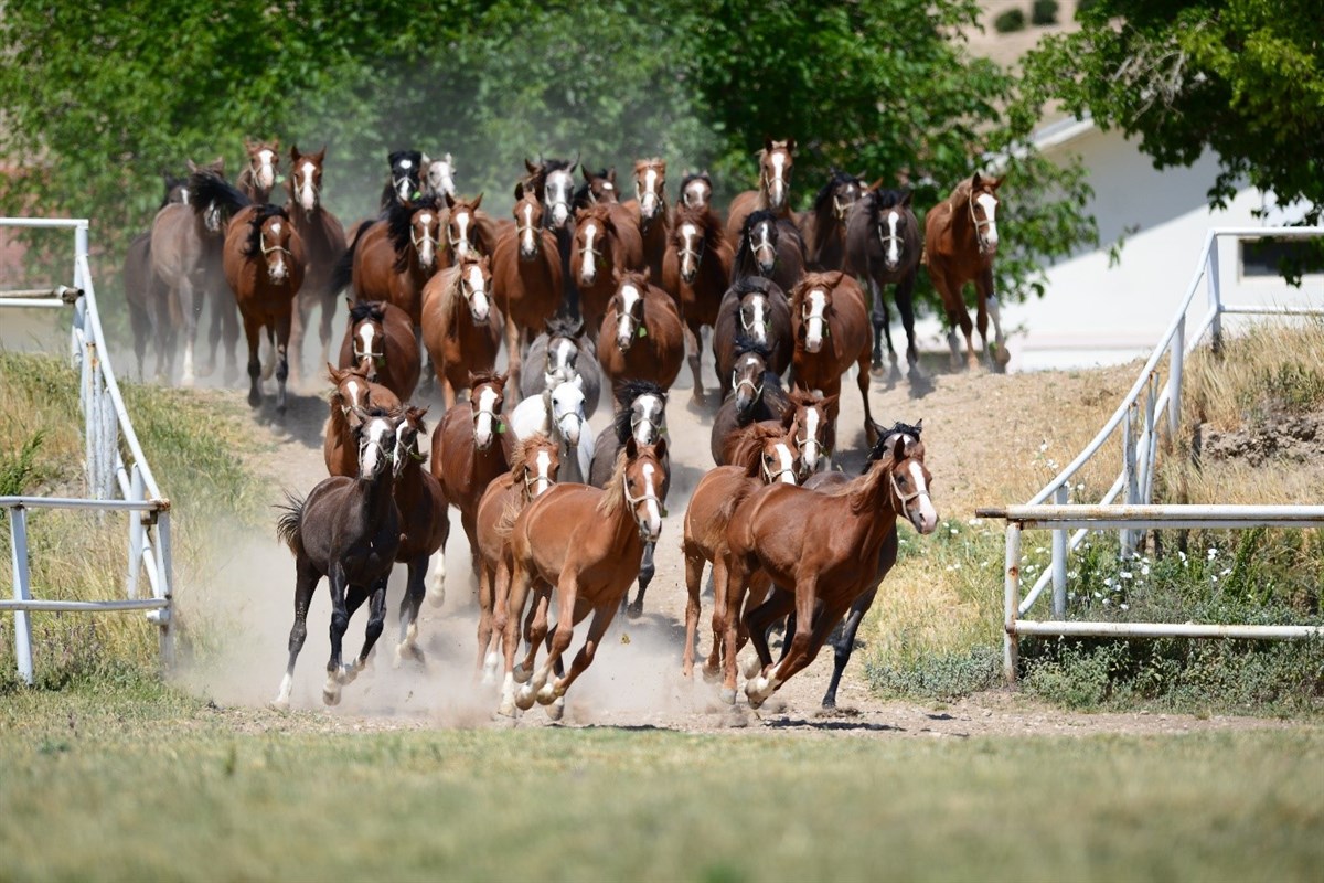 Sultansuyu Harası 70 Baş Safkan Arap Koşu Tayı İçin İhale Düzenliyor