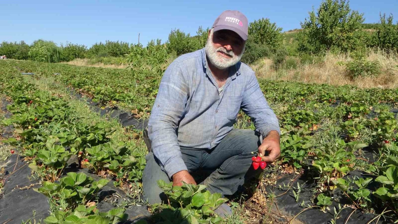 Doğanyol Çileği Yoğun Talep Görüyor