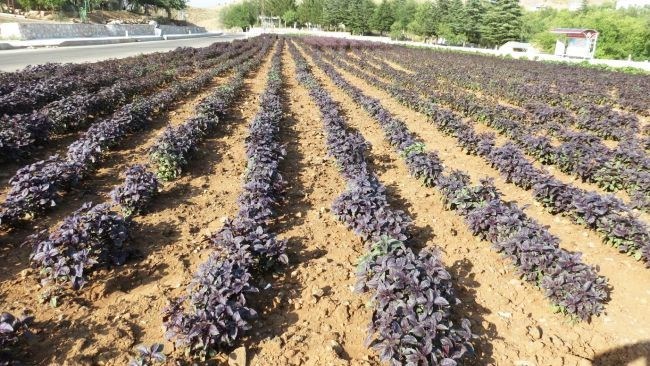  Arapgir'in Mor Altını Ürün Çeşitliliği İle Şaşırtmaya Devam Ediyor