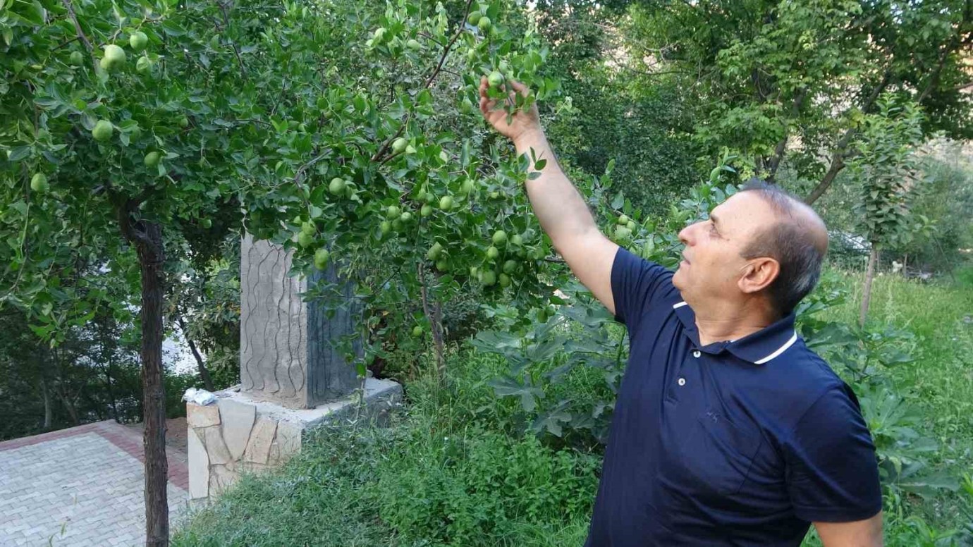 Malatya’da Deneme Amaçlı Dikilen Hünnap Yüksek Verimiyle Dikkat Çekti