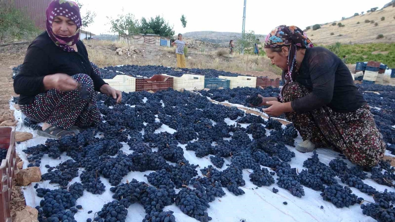 Malatya’da Kilosu 500 TL'yi Bulan Kuru Üzüm Üreticiye Can Suyu Oldu