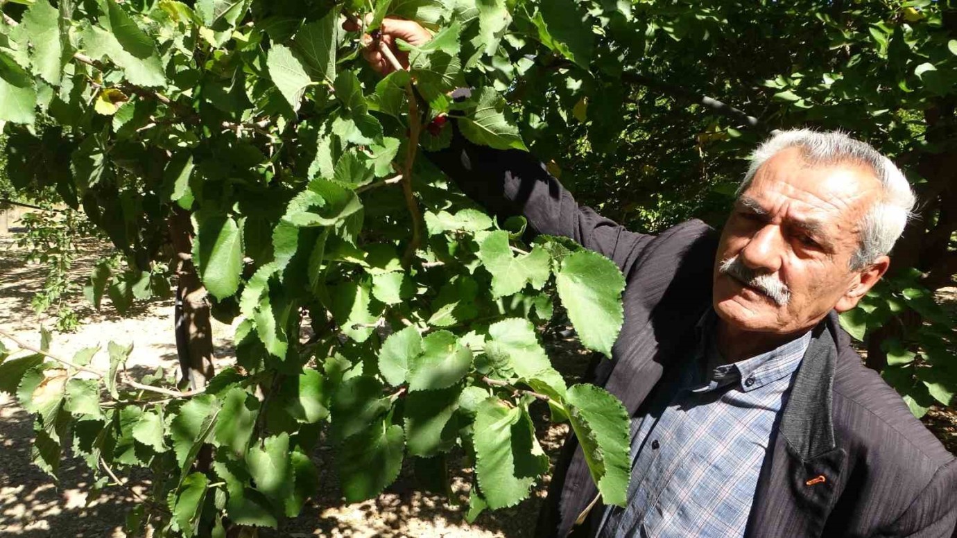 Malatya'da Alternatif Ürün Olarak Yetiştirilen Karadut,Üreticiye Kazandırıyor