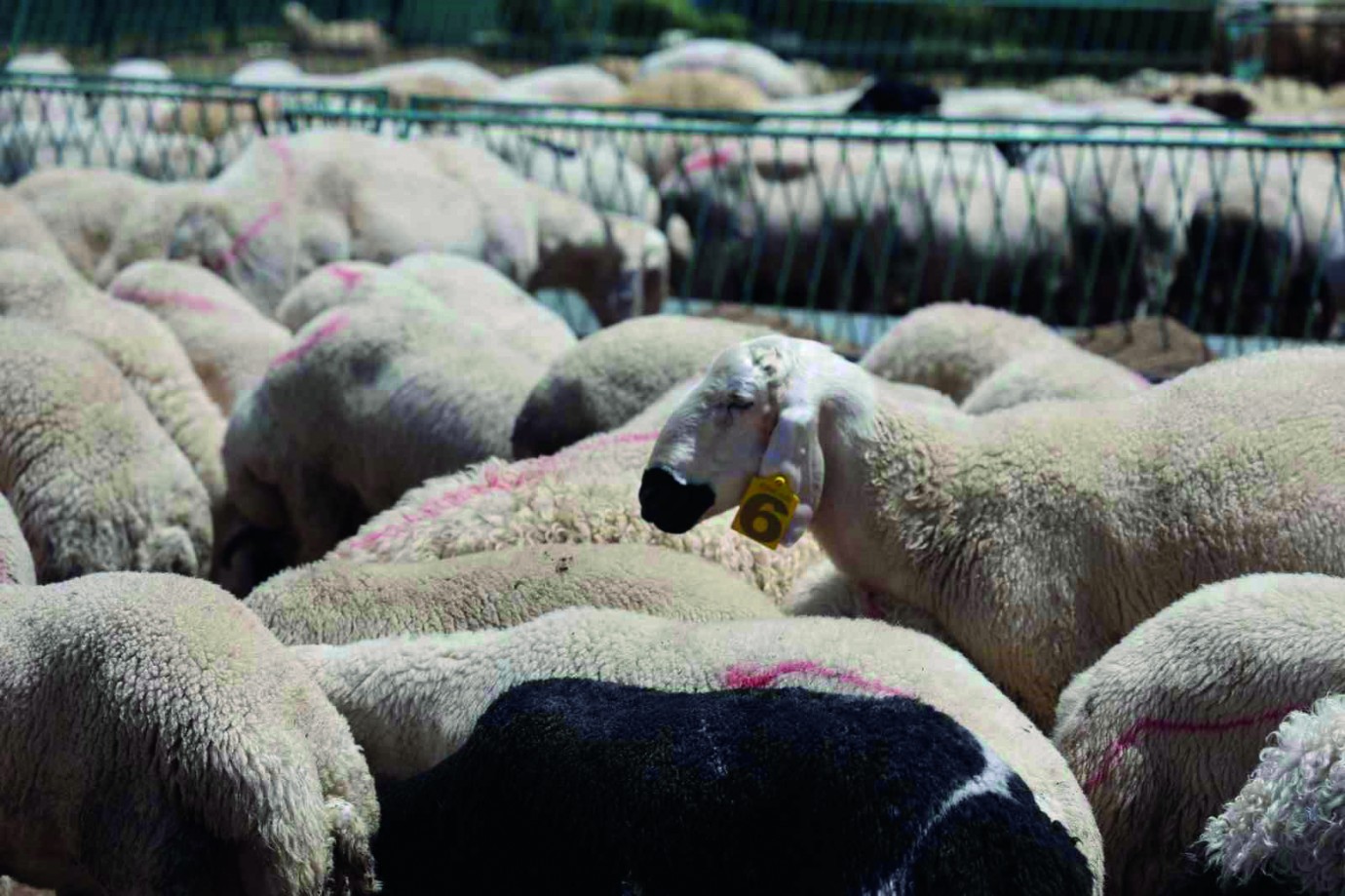 Kurban Bayramı Öncesi Malatya’da Sıkı Tedbirler  Kurallara Uymayana Ağır Ceza