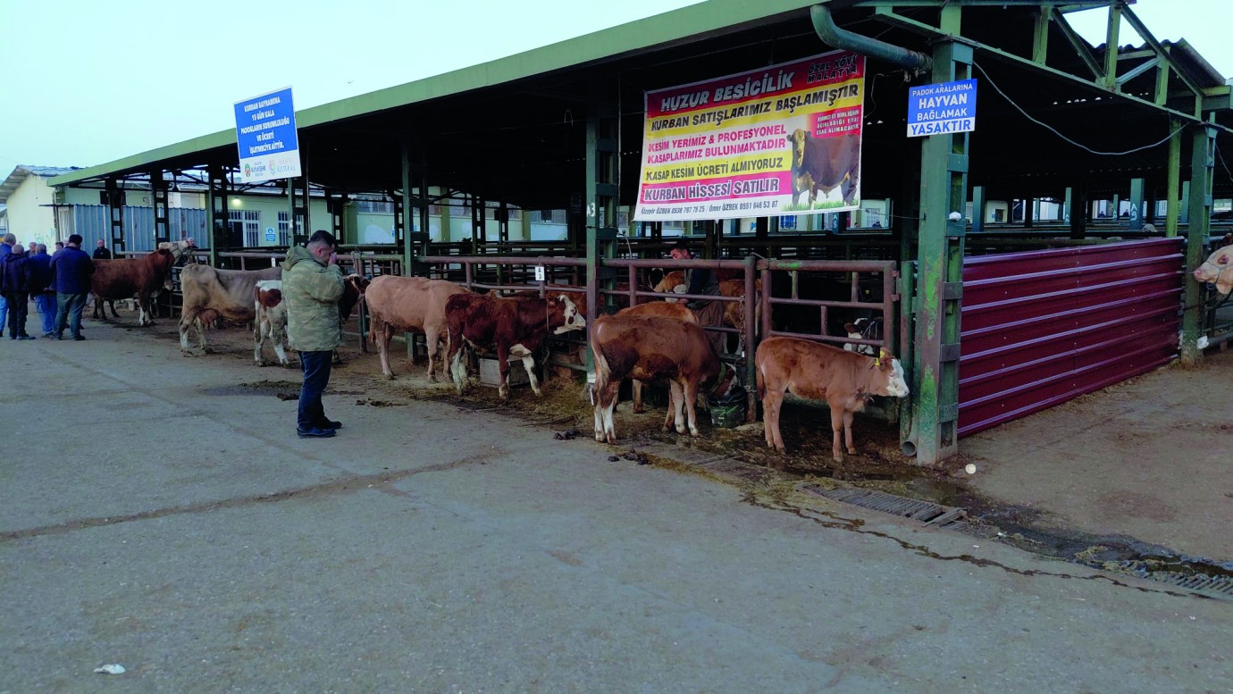 Malatya’dan Yurtdışına 5 Bin Kurban Gönderilecek