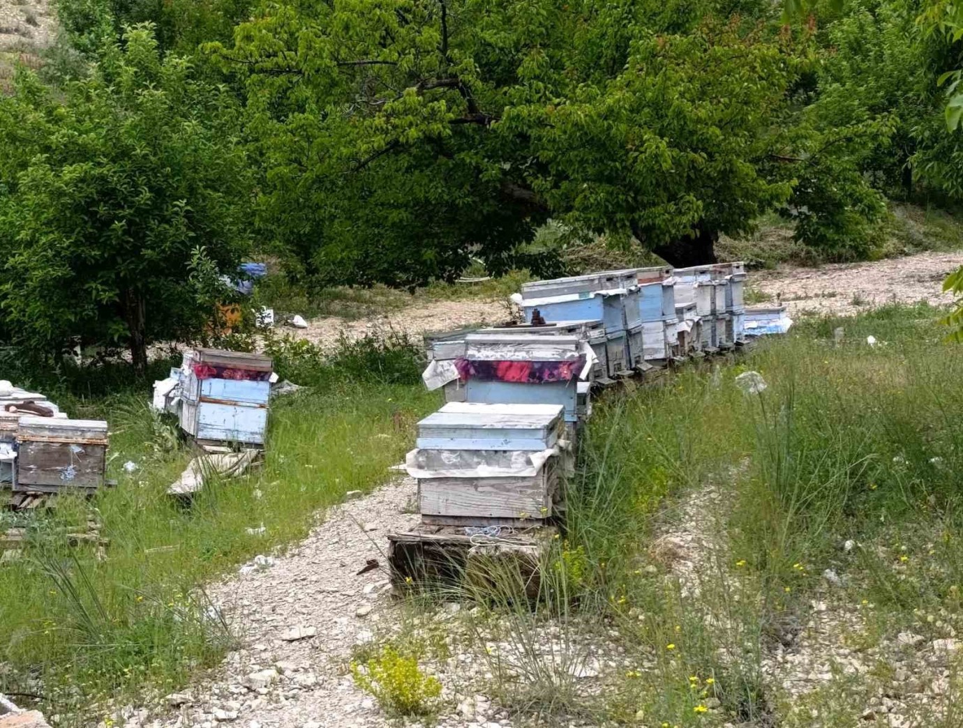 Hekimhan'da Arı Kovanlarına Dadanan Ayı Zarara Yol Açtı