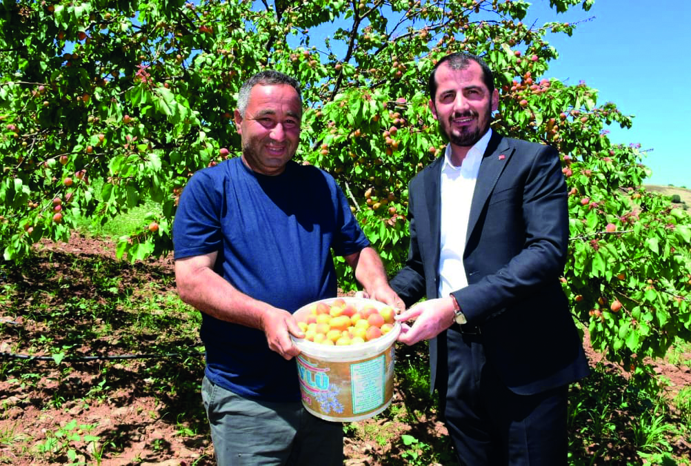 Sezonun İlk Kayısı Hasadı Pütürge’de...Üretici Moral Buldu