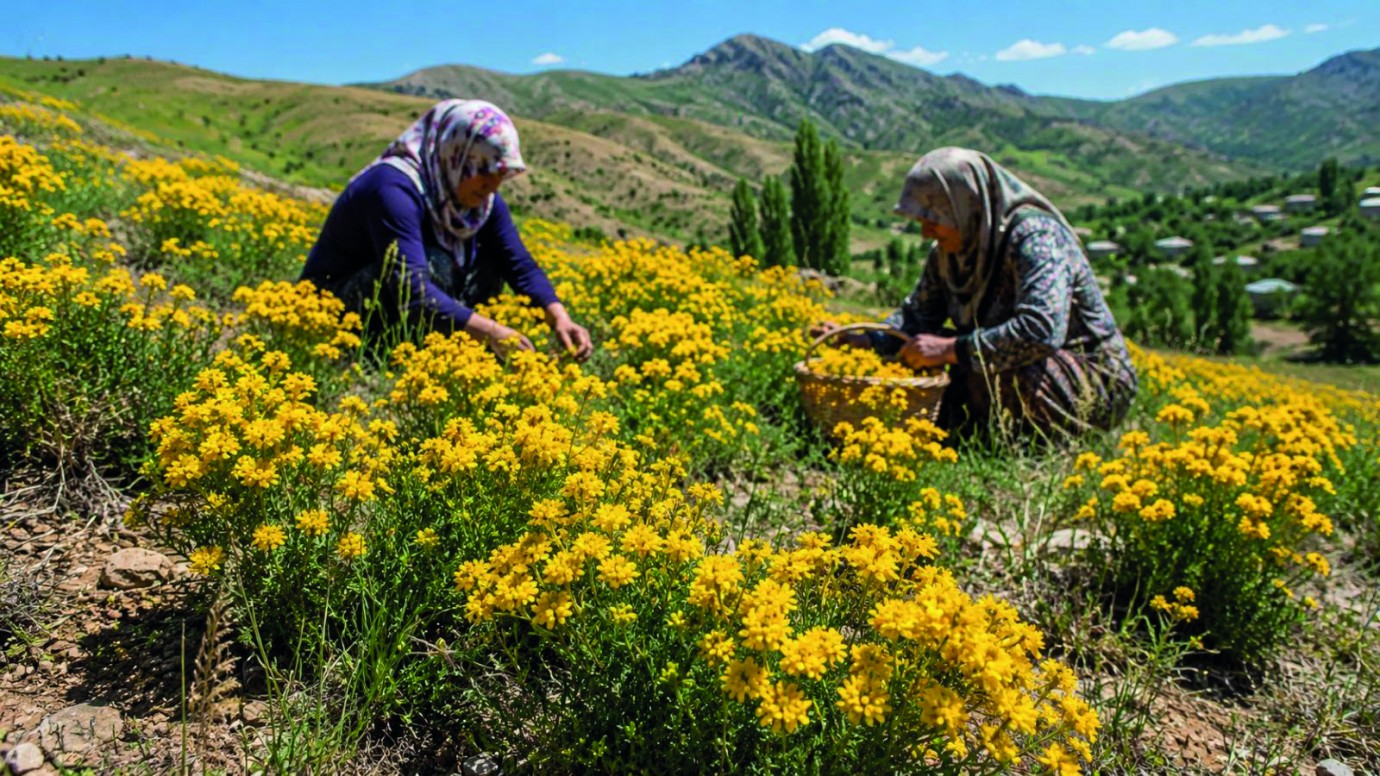 Darende’de Sarı Kantaron Mesaisi Başladı