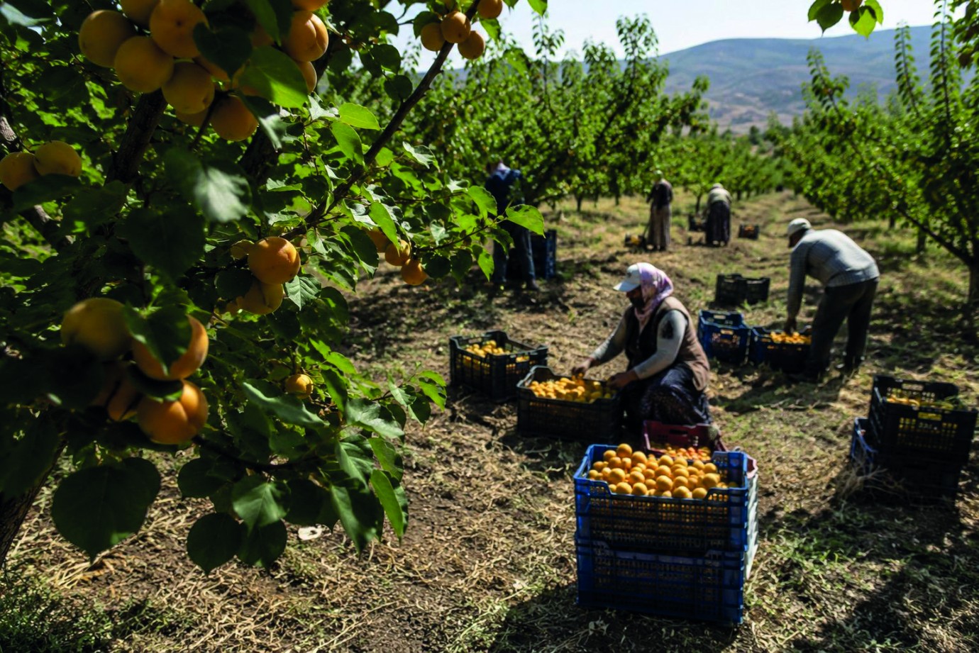 Malatya'da Üreticinin Yeni Kâbusu Hasat İşçisi Bulmak