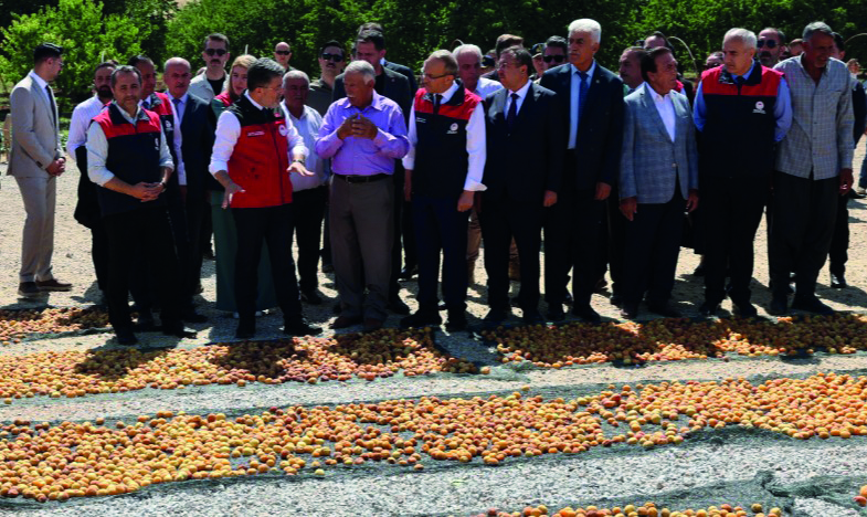 Bakan Yumaklı Kayısı Hasadına Katıldı