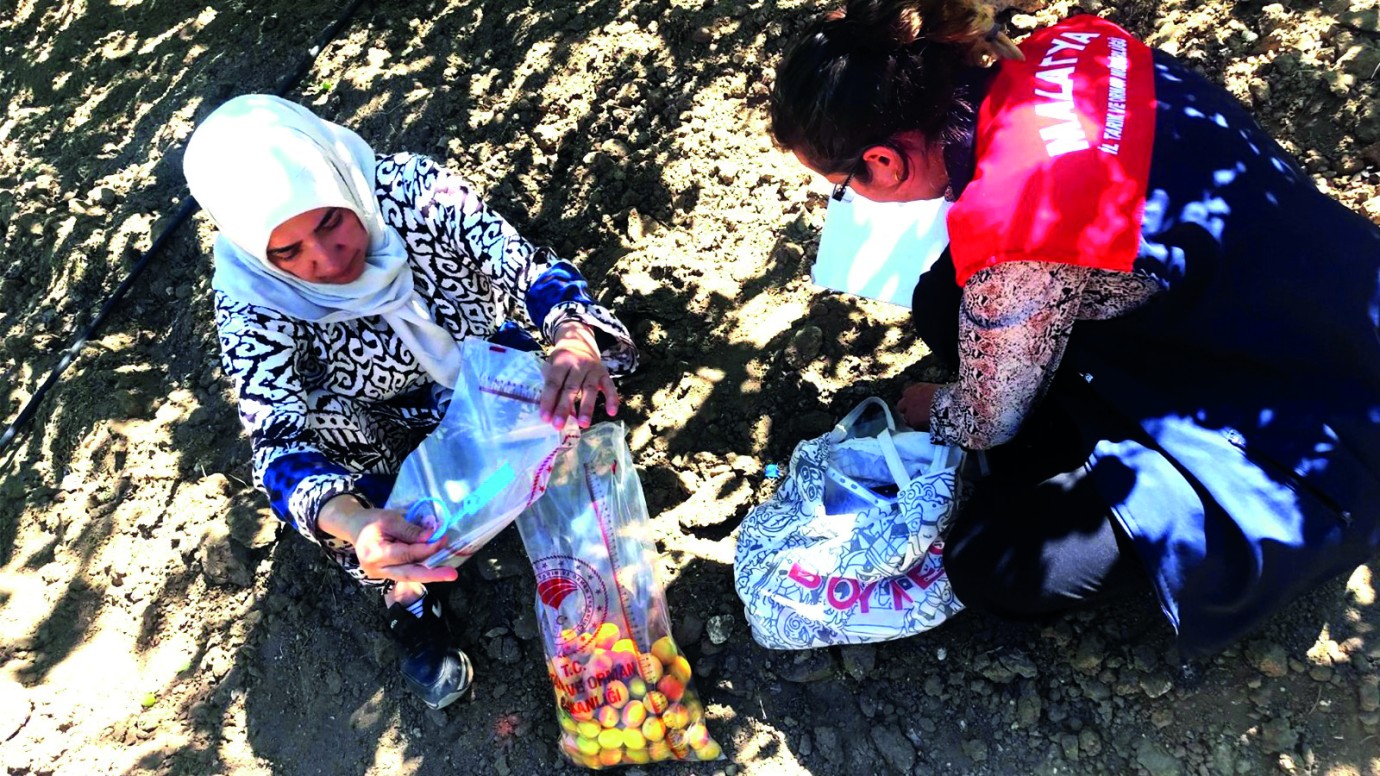 Malatya'da Pestisit Denetimi...Üretici Ceza Alırken,Kayısılar İse İmha Edildi