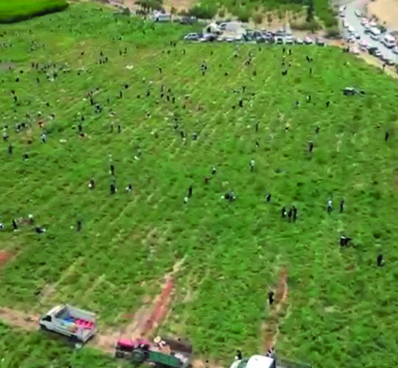 Zarar Eden Çiftçi 200 Ton Domatesi Ücretsiz Dağıttı