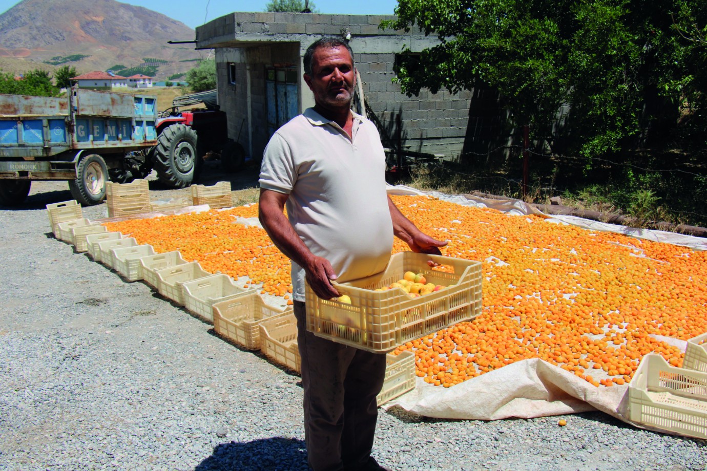 Malatya’nın Kayısısı Markette Değerleniyor