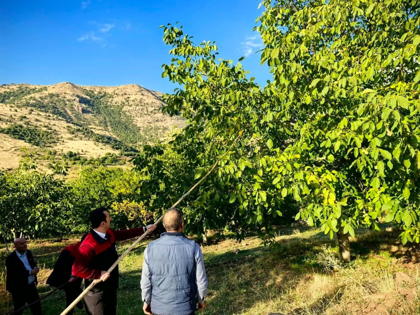 Hekimhan’da Ceviz Hasadı Başladı