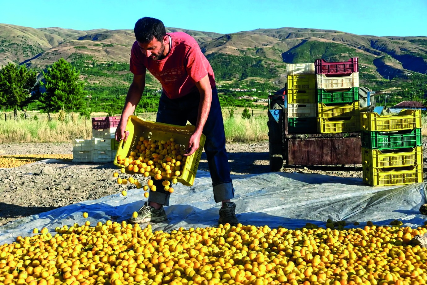 Başkan Bayram Alışık,''Kayısı Üreticisi Emeğinin Karşılığını Alamıyor''